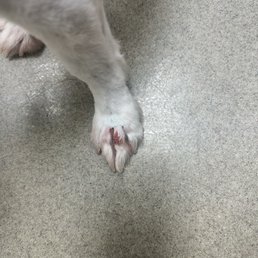 My dogs injuries on her paws