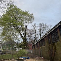 MM Tree Services - Tree removals