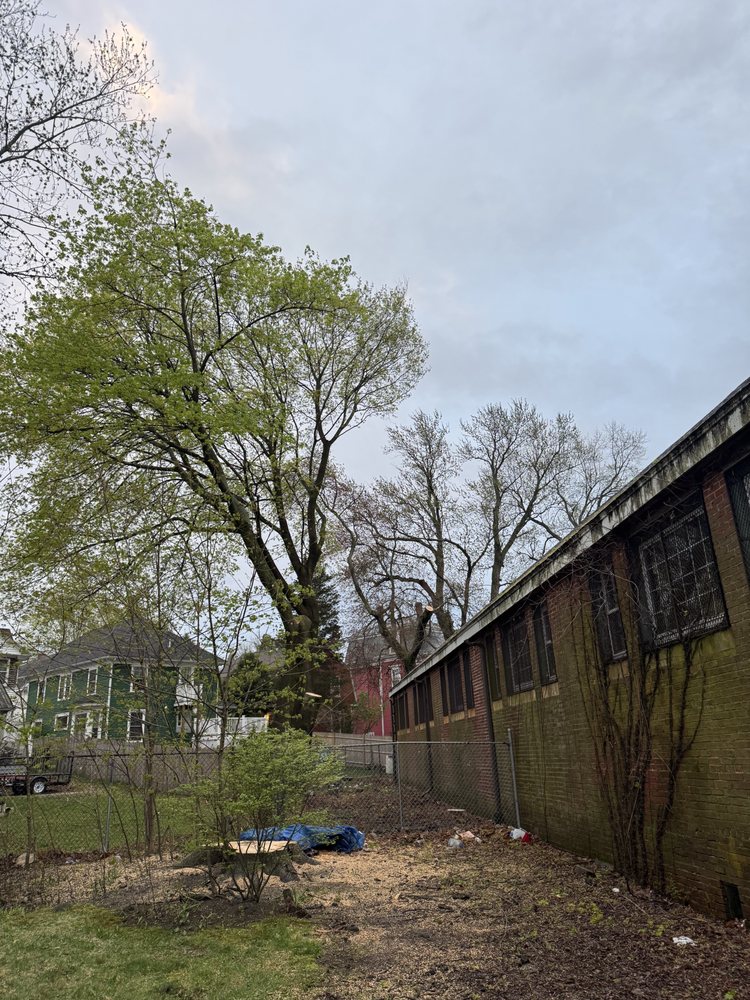 MM Tree Services - tree service in Lynn, MA