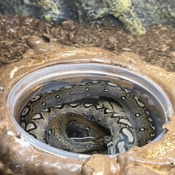 The Reptile Shack