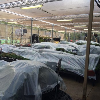 Walmart Supercenter - Got to keep the plants warm in this weather-2018 - Grocery Near Me - Ocala, Florida