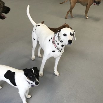 Puppy Playground - Pet Sitting Near Me - Indianapolis, Indiana Puppy Playground - Pet Sitting Near Me - Indianapolis, Indiana