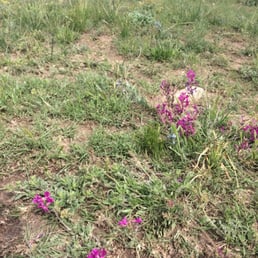 Wildflowers blooming on the hills