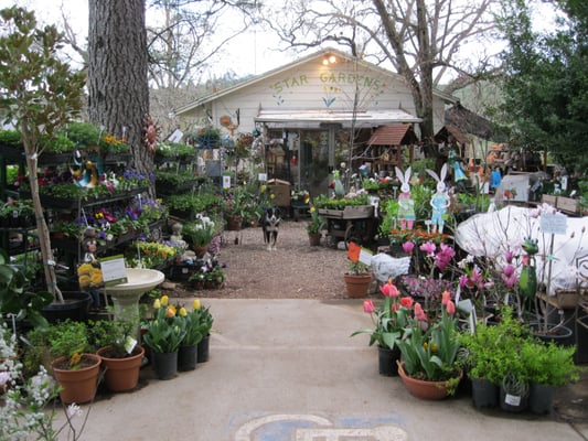 Flowers, Fruit, Trees, Succulents, Shrubs, Pots, Planters, Hummingbird Feeders, and more - Flowers, Fruit, Trees, Succulents, Shrubs, Pots, Planters, Hummingbird Feeders, and more! Questions? Give us a call or come visit our nursery