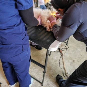 Healthy Paws Mobile Vet - My girl getting her dental work done. - Veterinarians Near Me Healthy Paws Mobile Vet - My girl getting her dental work done. - Veterinarians Near Me