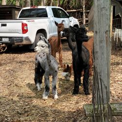 Powers Farm Market - Shy alpaca