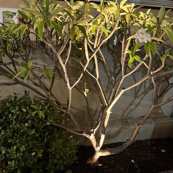 Caliscapes OC - Landscaping Near Me