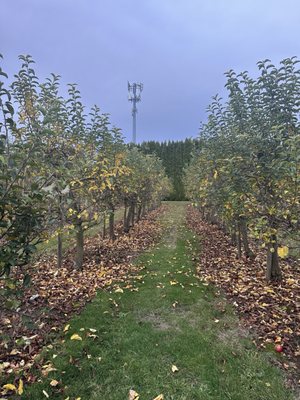 Cockrell Hard Cider by null