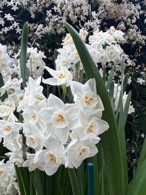 Oxford Botanic Garden by null