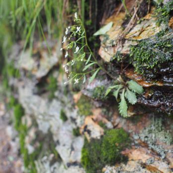Alum Cave Trail - Hiking Near Me - Gatlinburg, Tennessee Alum Cave Trail - Hiking Near Me - Gatlinburg, Tennessee