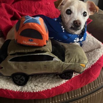 Timmons Subaru - Chewbaru Outbark - Auto Repair Near Me - Long Beach, California