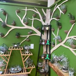 Keikilani’s Touch Of Aloha - Air plants