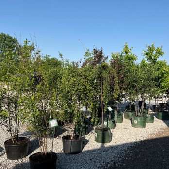 John Lasley Outdoor Solutions - a variety of trees - Landscaping Near Me - Lebanon, Indiana John Lasley Outdoor Solutions - a variety of trees - Landscaping Near Me - Lebanon, Indiana