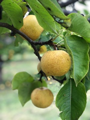 Belkin Family Lookout Farm - U-Pick Orchard - Taproom, Outdoor Dining and Market by null