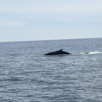 Davey's Locker - Whale sighting!! - Fishing Near Me - Newport Beach, California Davey's Locker - Whale sighting!! - Fishing Near Me - Newport Beach, California