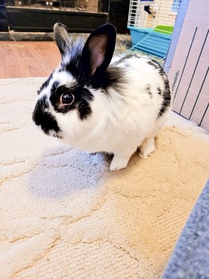 bunny doctors near me