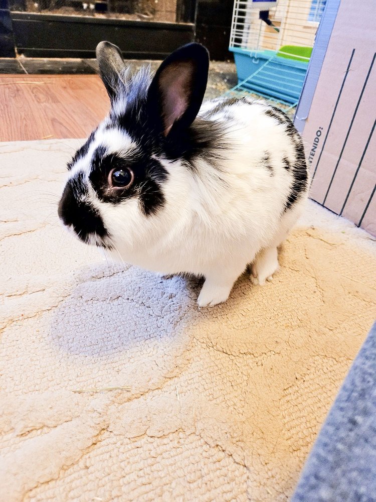 CARROLLTON WEST PET HOSPITAL 35 Reviews Veterinarians 3729 Old Denton Rd, Carrollton, TX