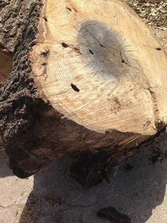 Photos for Tree Service Yelp