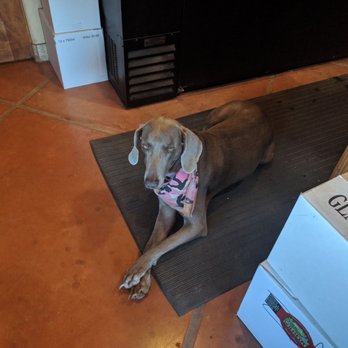 Wilhelm Family Vineyards - Winery dog! - Wineries Near Me - Elgin, Arizona Wilhelm Family Vineyards - Winery dog! - Wineries Near Me - Elgin, Arizona