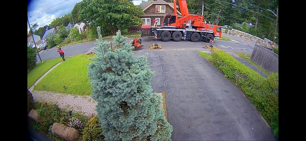 Levesque Wood Company - tree service in Andover, MA