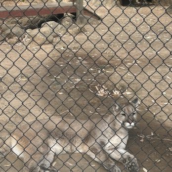 Six Flags Discovery Kingdom - sweetest mountain lion! what a beauty - Amusement Parks Near Me - Vallejo, California