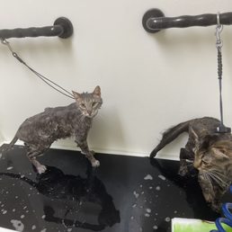Clean cats