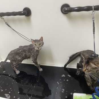 EarthWise Pet Greenville - Clean cats - Pet Groomers Near Me - Simpsonville, South Carolina
