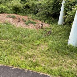 North Shore Rail Trail - Wild Turkey Family