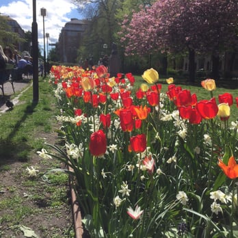 Mariatorget - Flowers - Public Plazas Near Me - Stockholm, Alberta