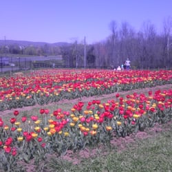 Burnside Farms - Haymarket - Pick your own Tulips! March/April
