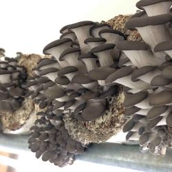 Ellijay Mushrooms - Oyster mushrooms