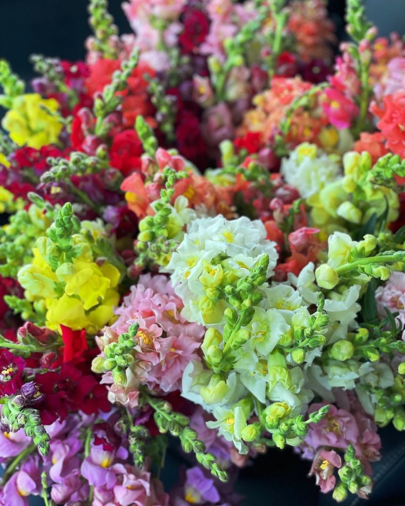 Social spots from Volante Farms