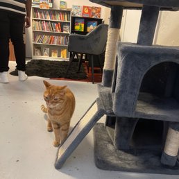 Cat Cat