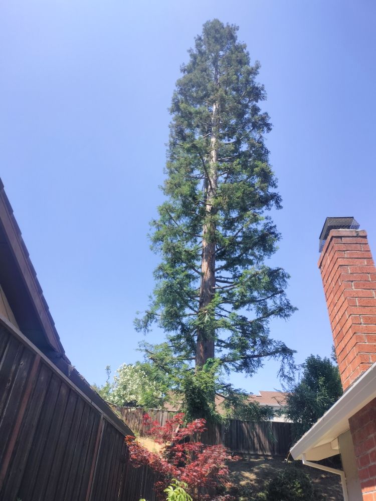Rosas Tree Care Service - tree service in San Francisco Bay Area, CA