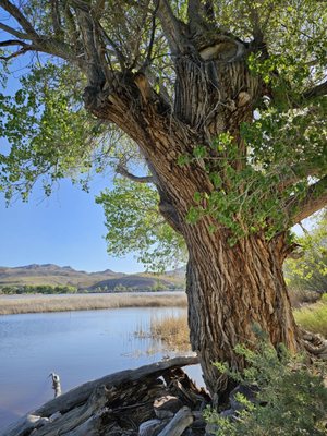 Pahranagat National Wildlife Refuge by null
