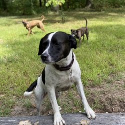 Dog Country Dog Camp