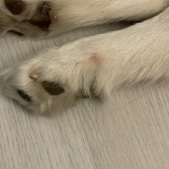 Pups in Tubs - owner is a liar - Pet Groomers Near Me - Los Angeles, California