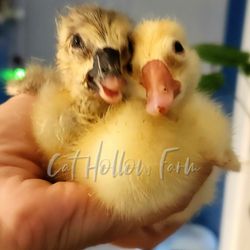 Cat Hollow Farm