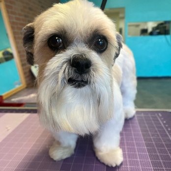Infinite PawSibilities - Sammy - Pet Groomers Near Me - Tucson, Arizona