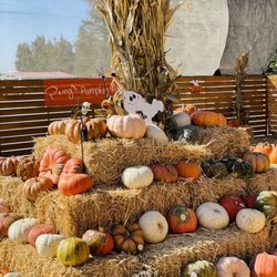 Perry’s Market - Pumpkin Patch