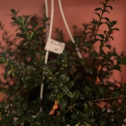 Alpine Plant Bar