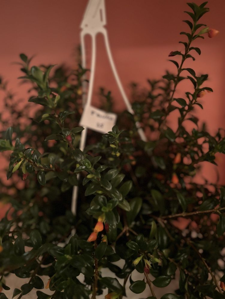 Alpine Plant Bar Logo