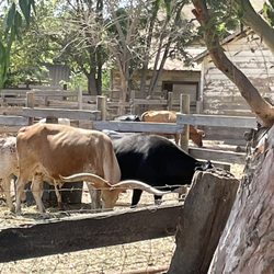 Long Ranch - Cow area!