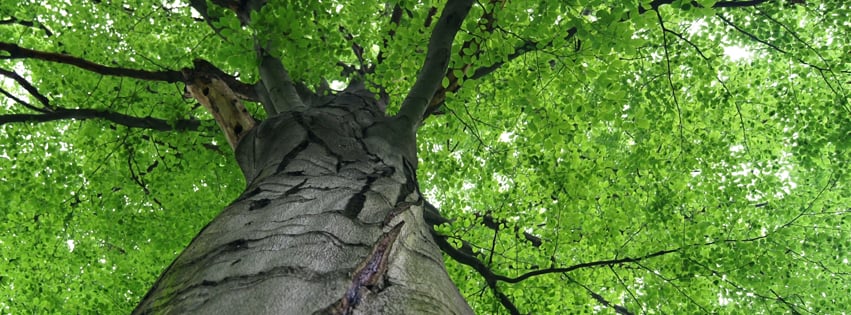 J C Tree Service - tree service in Cedar Rapids, IA