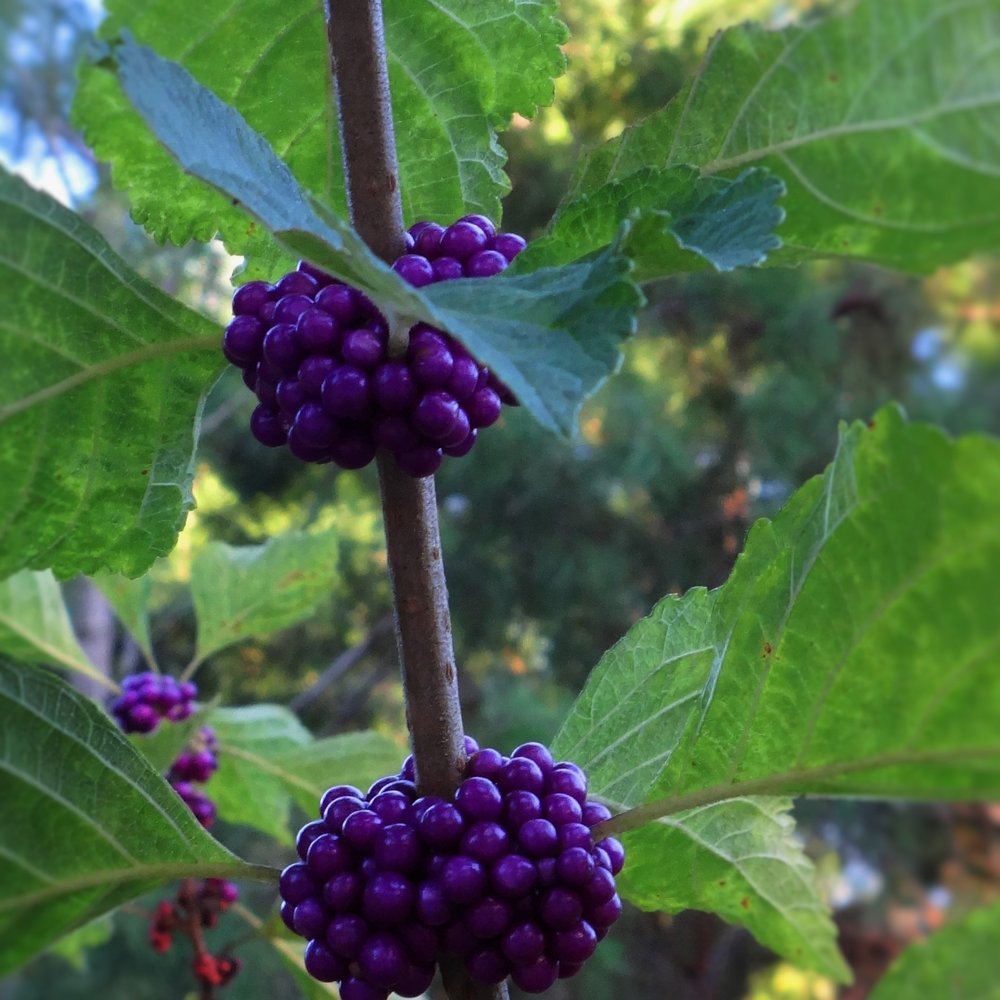 Shadow Bay Park - Native Florida shrub, Beautyberry (Callicarpa Americana) found near scrub habitat @ Shadow Bay Park in Orlando - Parks Near Me - Orlando, Florida Shadow Bay Park - Native Florida shrub, Beautyberry (Callicarpa Americana) found near scrub habitat @ Shadow Bay Park in Orlando - Parks Near Me - Orlando, Florida