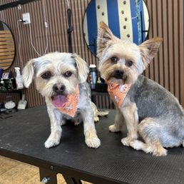 This is Teddy & Bear after their grooming session This is Teddy & Bear after their grooming session