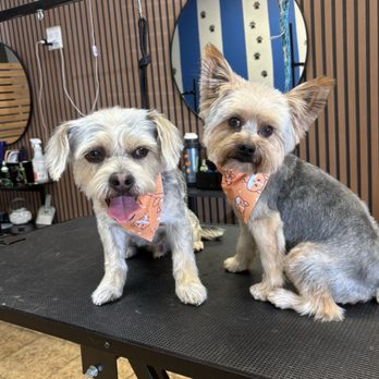 Blue Ribbon Pet Grooming - This is Teddy & Bear after their grooming session - Pet Groomers Near Me - Tustin, California Blue Ribbon Pet Grooming - This is Teddy & Bear after their grooming session - Pet Groomers Near Me - Tustin, California