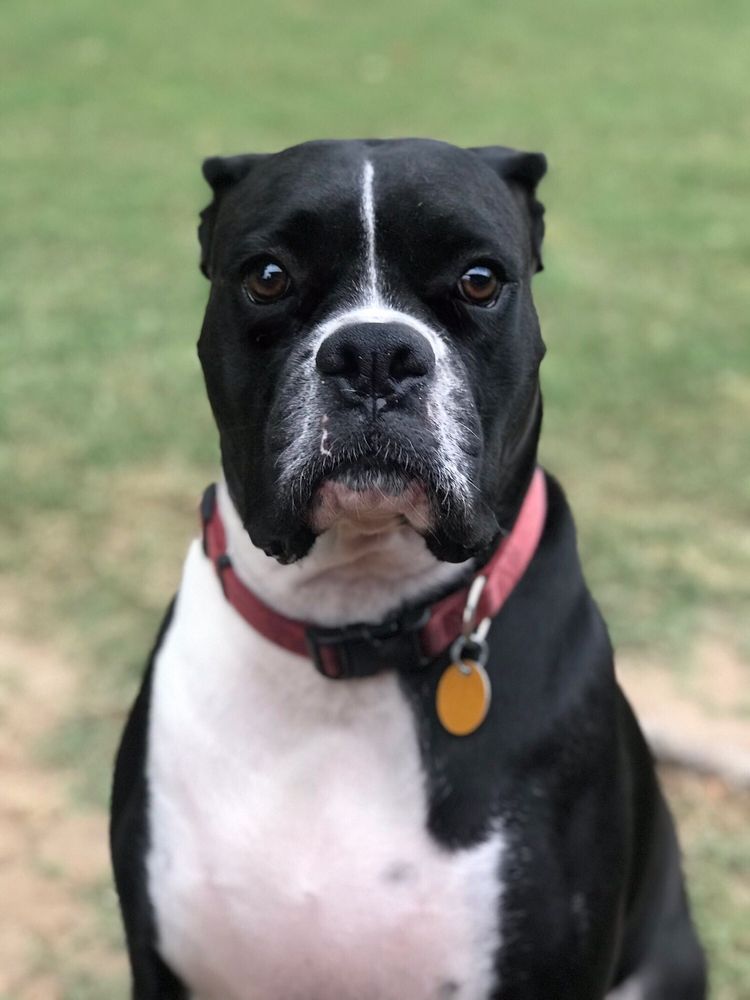 THE HAPPY HOUND HOTEL Updated October 2024 83 Photos 517 Smith St