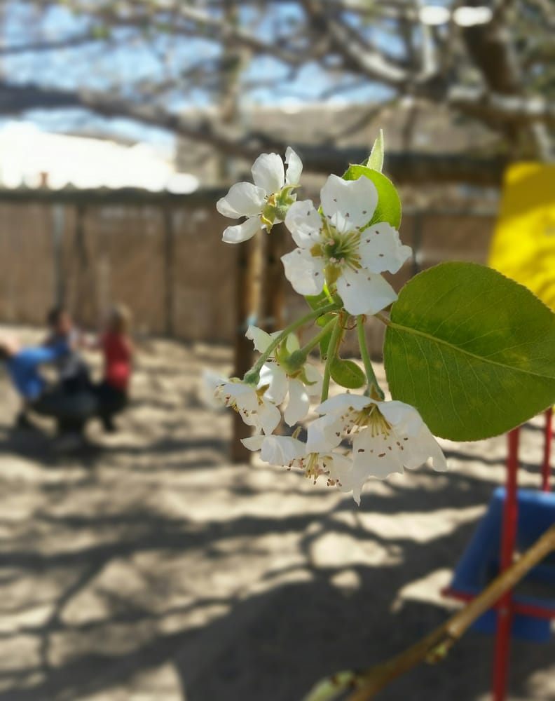 Serendipity Day School - childcare center in Albuquerque, NM