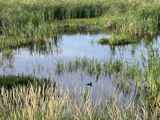 Billy Frank Jr. Nisqually National Wildlife Refuge by null